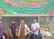 Musim Kemarau Petani Menjerit Gagal Panen Cabai