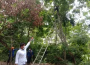 Penemuan Mayat Tergantung Diatas Pohon Karet Membuat Heboh Warga Semaran Pauh