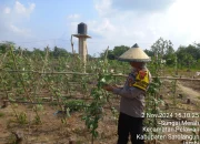 Dukung  Ketahanan Pangan Program 100 Hari Kerja Presiden – Wakil Presiden RI  ,Kapolsek Turun Langsung Kelapangan Bersama Anggotanya