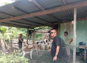 Pemdes Batu Putih Bertekat Wujudkan Desanya Jadi Sentra Peternakan  Kambing 