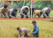 Petani Gembira Panen Padi Sawah di  Desa Sendang Sari Singkut ,Kapolres Sarolangun Sangat  Mendukung Program Kerja 100 Hari Presiden RI 