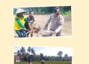 Dukung Ketahanan Pangan ,Polisi Bersama Warga Tanam Jagung dan Padi Sawah 