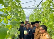 Bupati Sarolangun Petik Melon Garapan BUMDes Amanah Desa Pasar Singkut