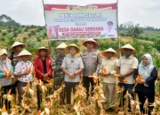Kapolres Sarolangun Panen Raya Jagung di Desa Danau Serdang