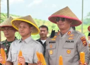 Gasssss poll ,,,,,, Wabup Sarolangun Dukung Panen Raya Jagung Serentak, Dorong Sarolangun Jadi Lumbung Pangan