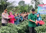 Dukung Program Ketahanan Pangan Presiden RI Prabowo Subianto ,Bupati Sarolangun, Kapolres , Dandim Lakukan Panen Raya Jagung, Cabe, Padi dan Semangka